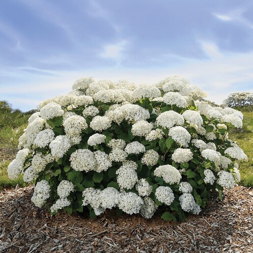 Hydrangea4937　1202 Floral Hydrangea Vintage Unpasted Wallpaper – Say Decor LLC